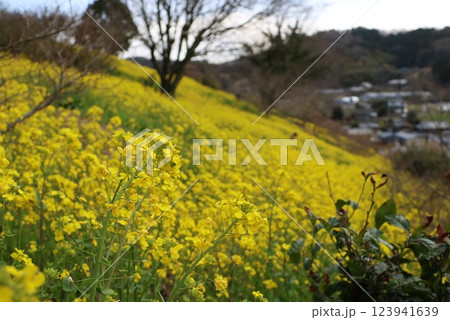 「犬寄峠の黄色い丘」愛媛県伊予市 123941639