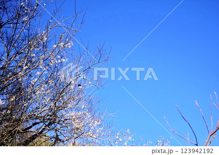 寒い早春の一碧湖風景 寒い早春の一碧湖風景 123942192