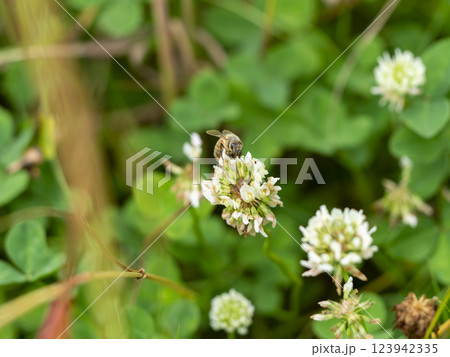 dシロツメクサの花とミツバチ 123942335