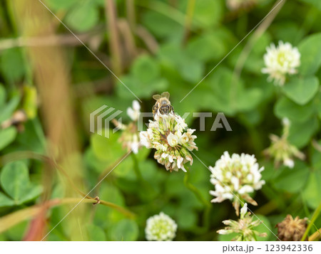 dシロツメクサの花とミツバチ 123942336