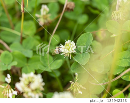 dシロツメクサの花とミツバチ 123942338