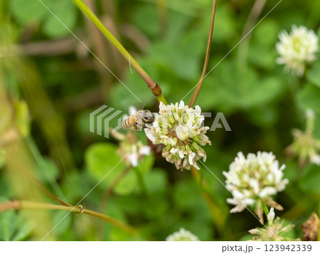 dシロツメクサの花とミツバチ 123942339