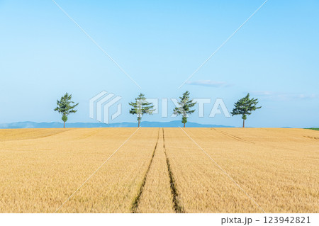 北海道女満別 麦の穂が黄金色に輝く人気の観光スポット 夏のメルヘンの丘 北海道女満別 麦の穂が黄金色に輝く人気の観光スポット 夏のメルヘンの丘 123942821