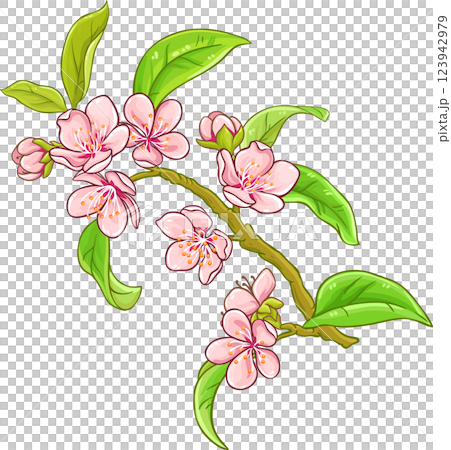 Peach Branch with Flowers and Leaves Colored Detailed Illustration. Organic natural nutritional healthy food ingredient, vegetarian diet product. Peach Branch with Flowers and Leaves Colored Detailed Illustration. Organic natural nutritional healthy food ingredient, vegetarian diet product. 123942979