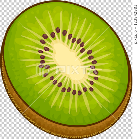 Kiwi Fruit Colored Detailed Illustration. Organic natural nutritional healthy food ingredient, vegetarian diet product.  123942981