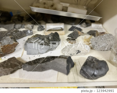 研究室の化石 研究室の化石 123942991