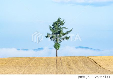 北海道女満別　麦の穂が黄金色に輝く人気の観光スポット　夏のメルヘンの丘 123943134