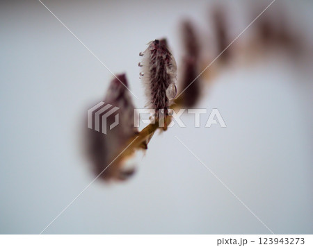 雪の積もった3月に芽吹いた「コリヤナギ」 123943273