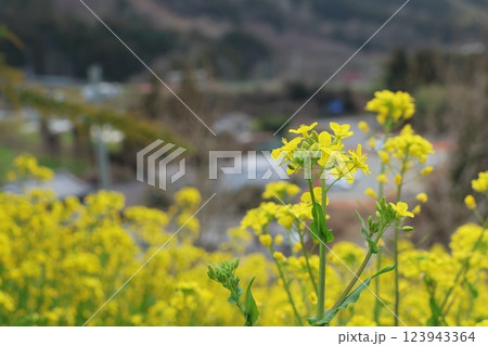 「犬寄峠の黄色い丘」愛媛県伊予市 123943364