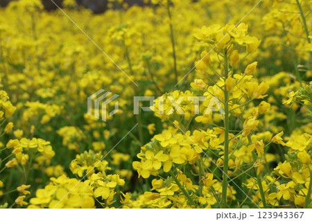 「犬寄峠の黄色い丘」愛媛県伊予市 123943367