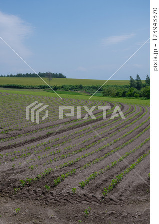 緑の苗が植えられた初夏の畑 123943370