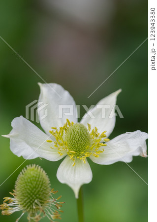 夏の庭の白いアネモネ 123943380