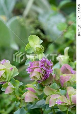 カワイイピンクの花を付けたオレガノケントビューティー 123943390