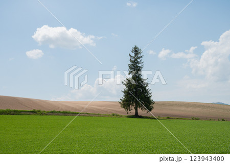 初夏の緑の畑に立つマツの木　美瑛町 123943400