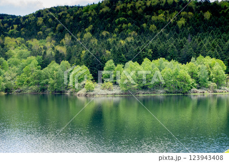 新緑の森と湖 123943408