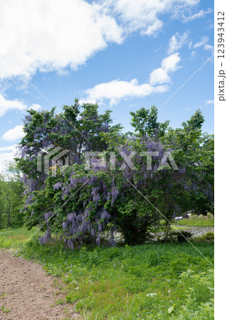 桜の木に絡んだ満開のフジの花 123943412