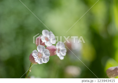 満開の白い可愛い花　シラタマソウ 123943415