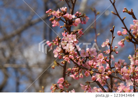 早春の公園に咲くピンク色のカワヅザクラの花 早春の公園に咲くピンク色のカワヅザクラの花 123943464