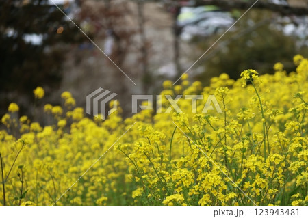 「犬寄峠の黄色い丘」愛媛伊予市 123943481