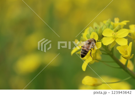 花にとまるミツバチ 花にとまるミツバチ 123943642