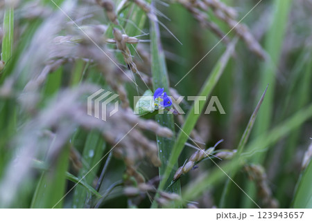 稲穂にツユクサ 123943657