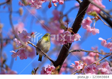 メジロと河津桜　春めく 123943664
