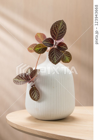 Episcia blooms in a ceramic vase. 123943668