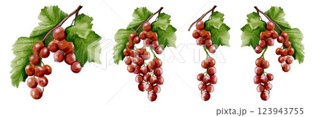 Redcurrant watercolor collection for textile and packaging design 123943755