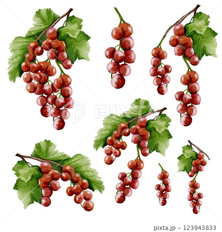 Redcurrant watercolor set for textile and packaging design on a white background 123943833