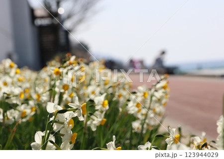 水仙の花 123944029