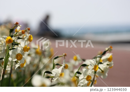 水仙の花 123944030