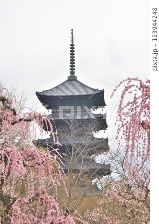 東寺の五重塔と枝垂れ梅 東寺の五重塔と枝垂れ梅 123944248