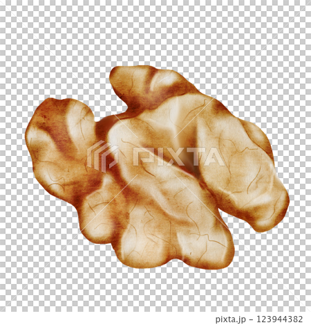 Walnut watercolor. Hand drawn kernel without shell on white background. Food clip art. Ideal for natural products and cosmetics packaging design Walnut watercolor. Hand drawn kernel without shell on white background. Food clip art. Ideal for natural products and cosmetics packaging design 123944382