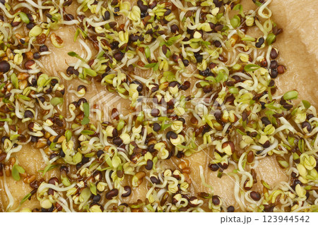 Alfalfa and broccoli sprouts 123944542