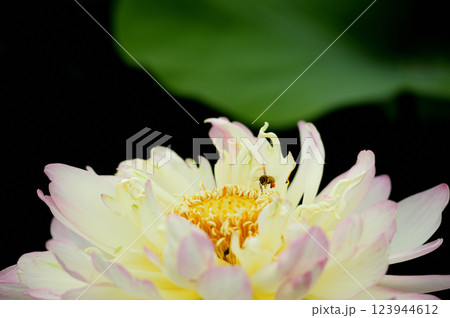 田園でみたハスの花 田園でみたハスの花 123944612