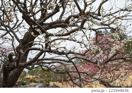 臨江閣の庭園に咲く梅の花 123944636