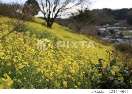 「犬寄峠の黄色い丘」愛媛県伊予市 123944663