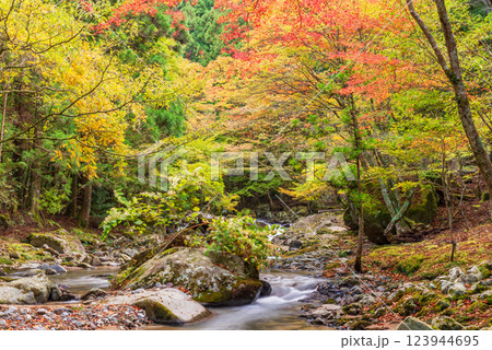 【静岡県】滑沢渓谷 紅葉 【静岡県】滑沢渓谷 紅葉 123944695