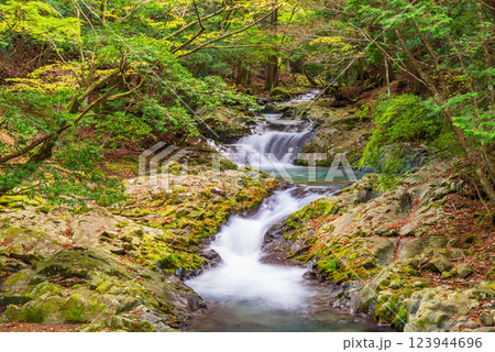 【静岡県】滑沢渓谷　紅葉 123944696