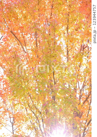 紅葉 123944757