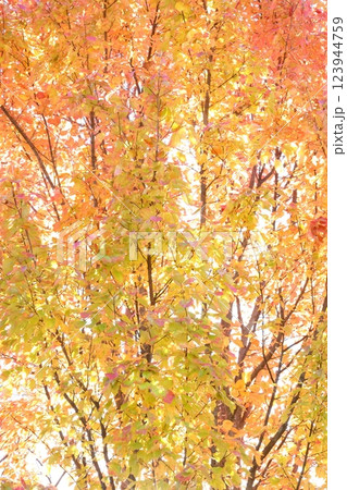 カラフルな紅葉 123944759