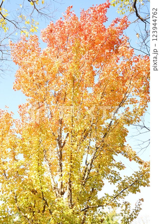 青空を背景にした紅葉 123944762