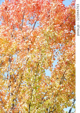 紅葉したカエデの葉 紅葉したカエデの葉 123944763