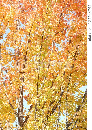 紅葉した木 紅葉した木 123944766