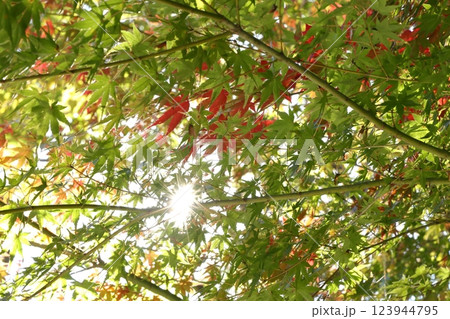 紅葉 紅葉 123944795
