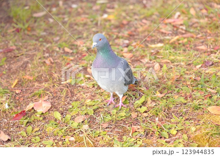 公園を歩くハト 公園を歩くハト 123944835