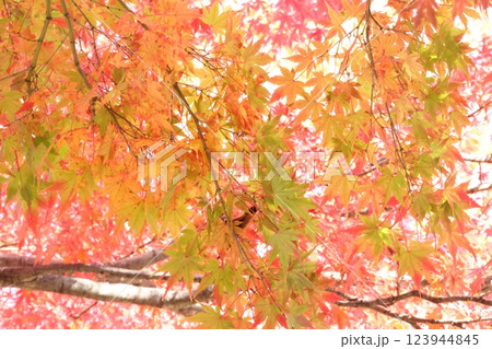 紅葉 紅葉 123944845
