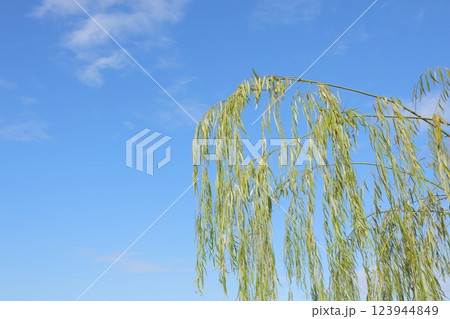 青空に映える柳 123944849