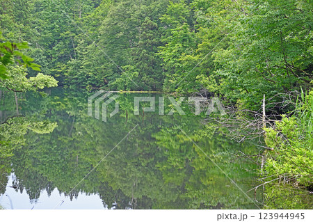 新潟津南町 竜ヶ窪の水面に映る木々 新潟津南町 竜ヶ窪の水面に映る木々 123944945