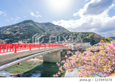 河津桜まつり 舘橋 川辺に咲き誇る桜は必見 天嶺山 河津桜まつり 舘橋 川辺に咲き誇る桜は必見 天嶺山 123945078